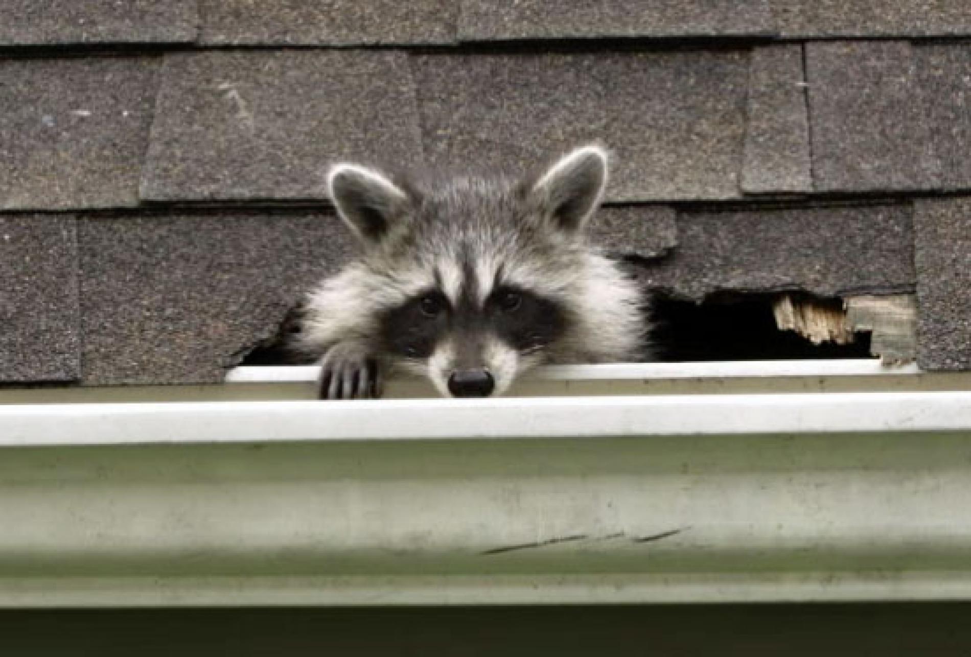 Image of raccoon damaging shingles