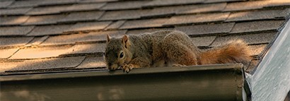 Image of squirrel tearing apart roofing