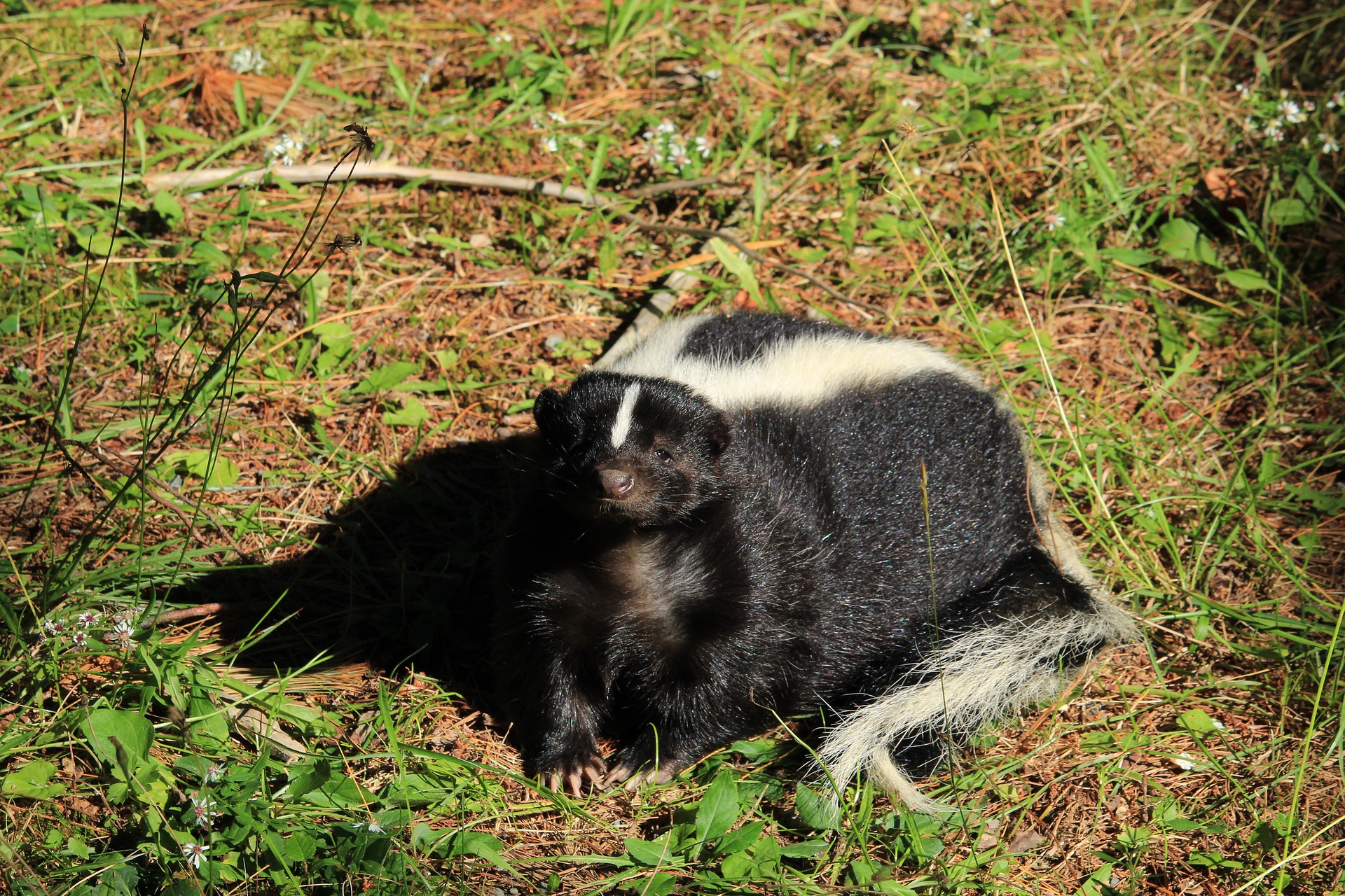 Photograph of skunk in backyard