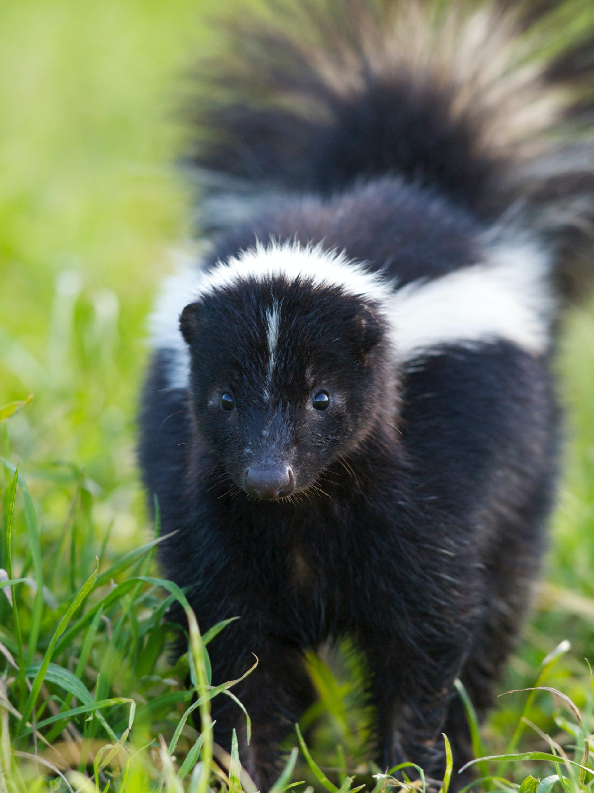 Image of striped skunk in holland michigan