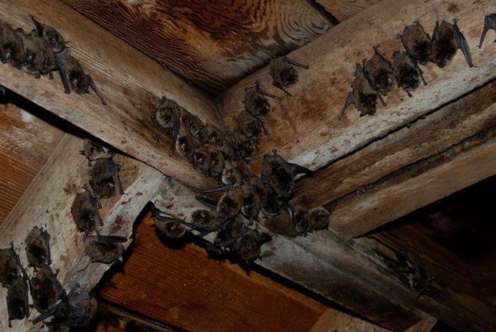 Picture of bats colony roosting on ceiling 