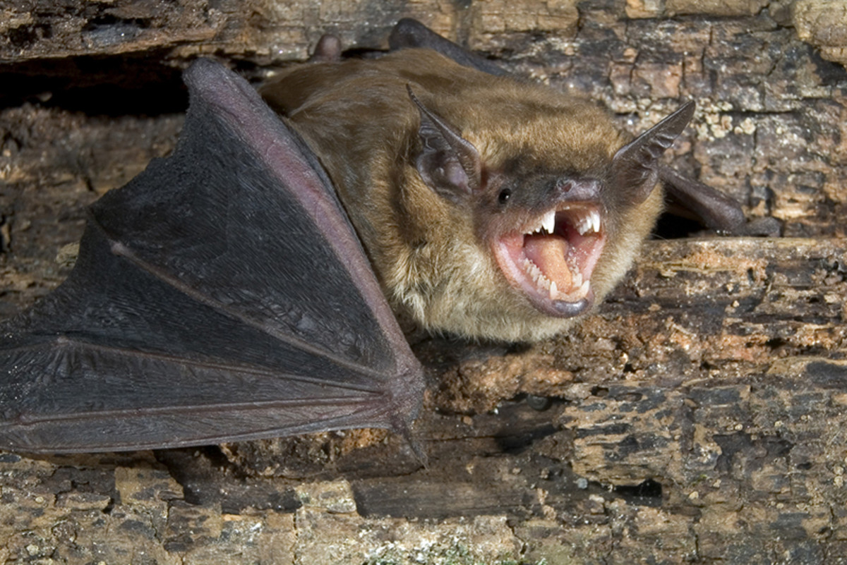 Image of a big brown bat found in Rockford