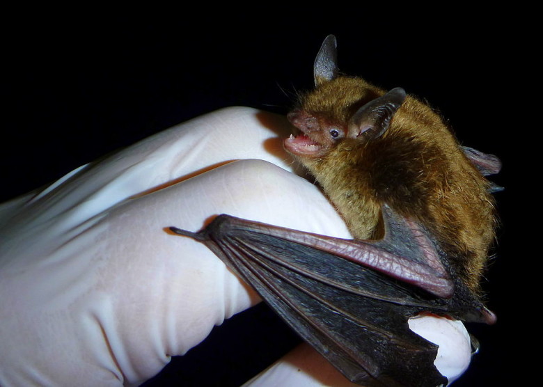 Image of a little brown bat removed from attic