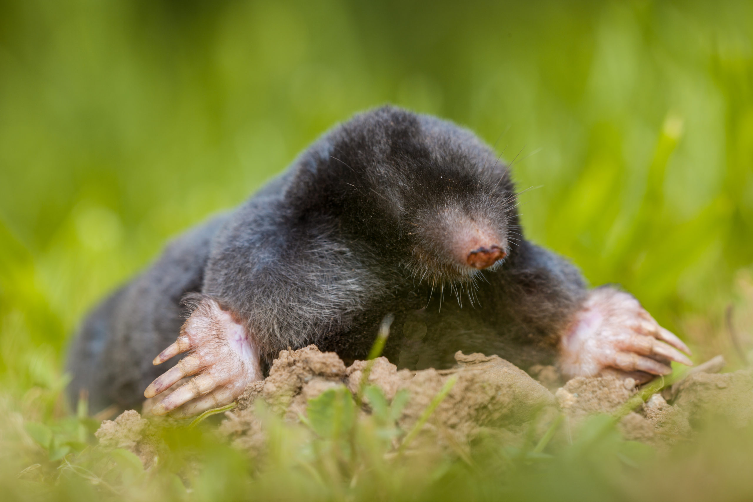 Picture of nuisance mole in MI habitat