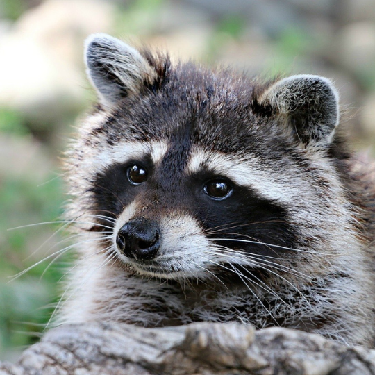 Image of raccoon