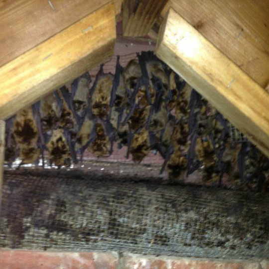 Photo of bat maternity colony