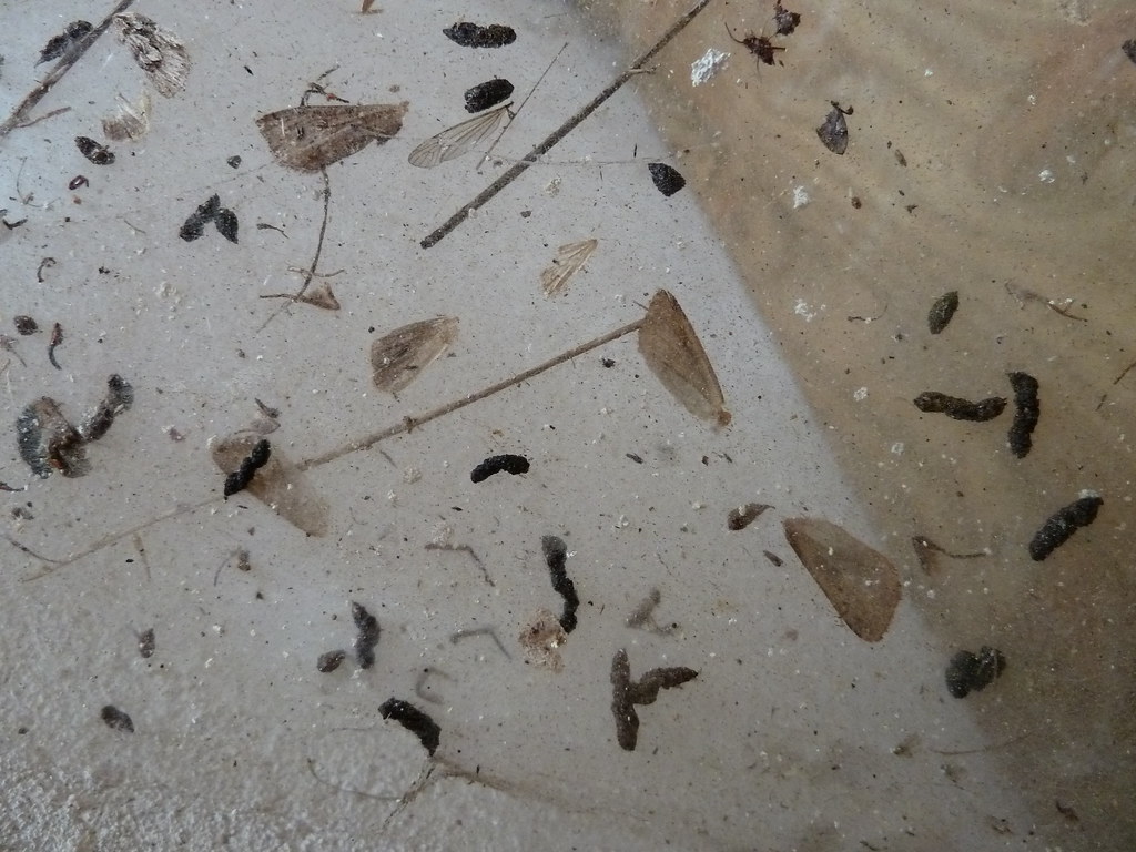 Photograph of bat guano poop droppings dangers