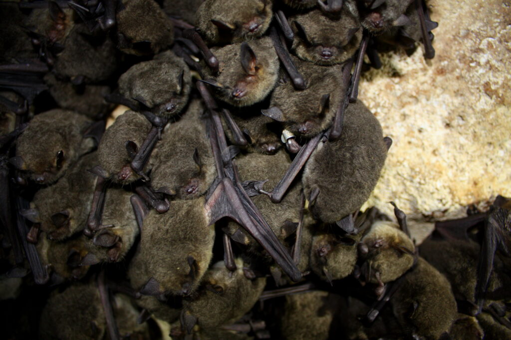 Image of little brown bat colony in attic