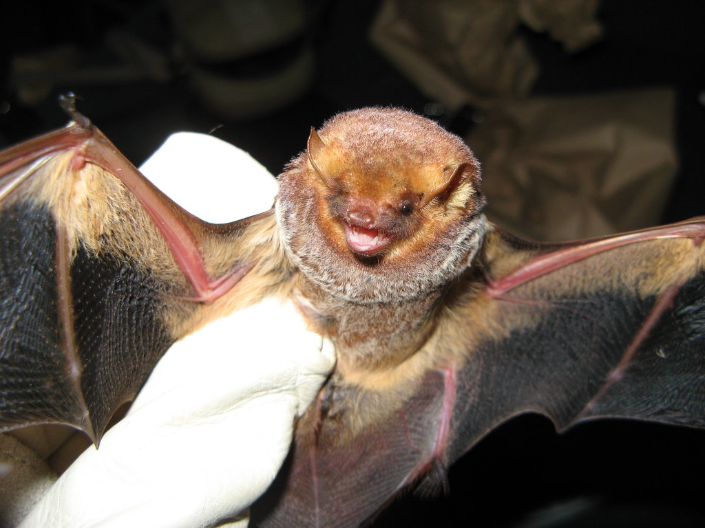 Picture of seminole bat