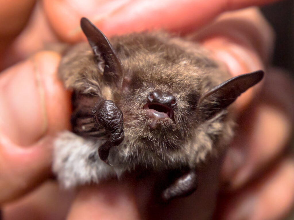 Photograph of brown bat