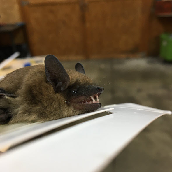 Photo of little brown bat