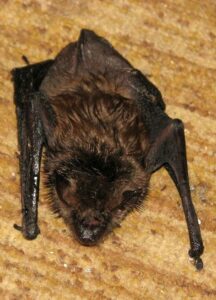 Picture of common little brown bat