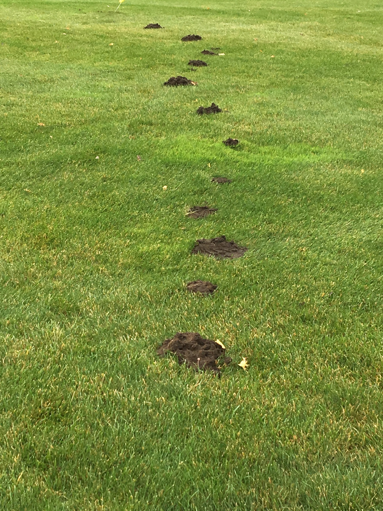 What does mole damage to a lawn look like?