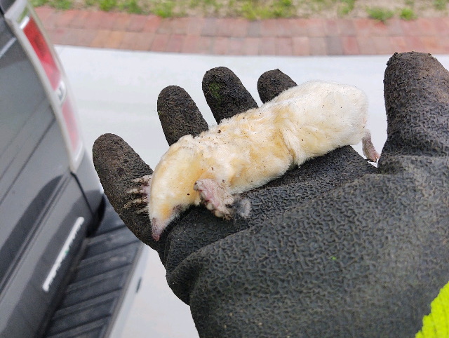 picture of albino mole