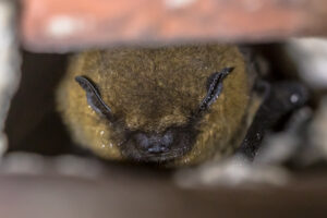 Image of bat trapped between walls