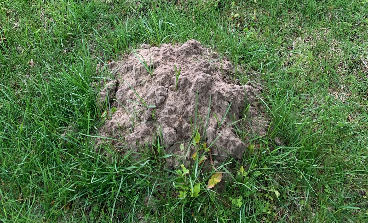 image of mole damage in Finnasey Michigan