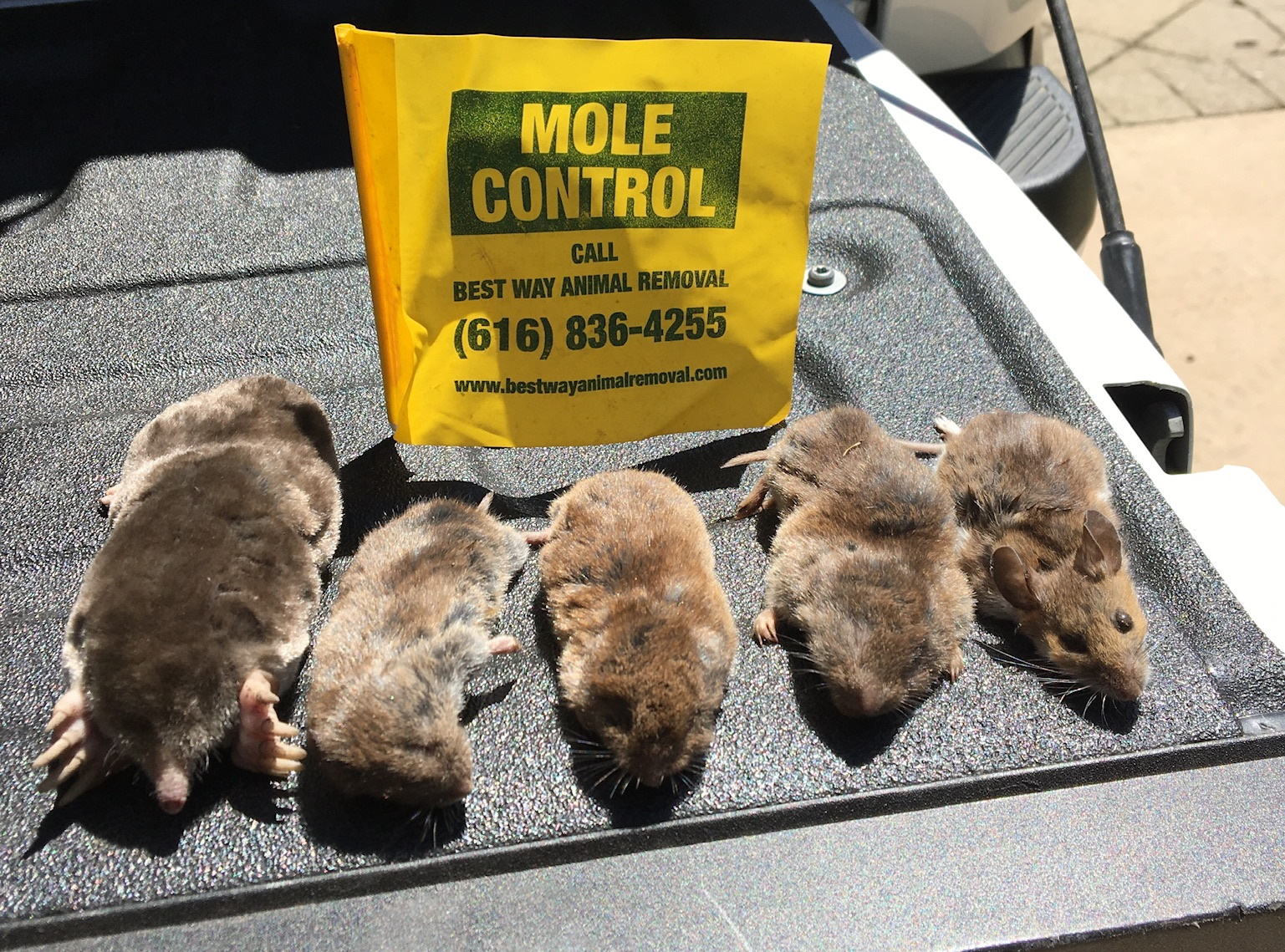 Beaverdam mole control services