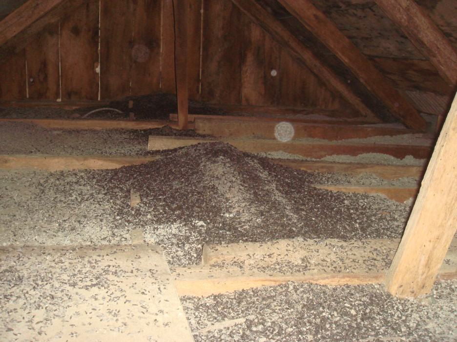 Photo of bat guano filling up an attic