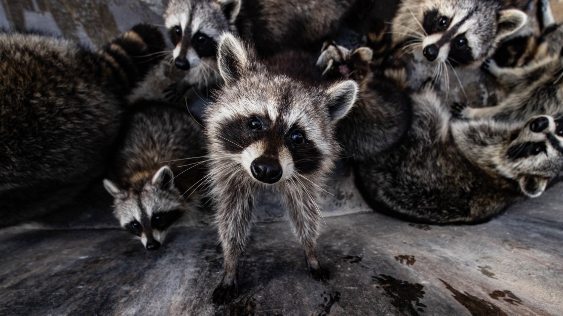 image of dangers of raccoons in a home attic