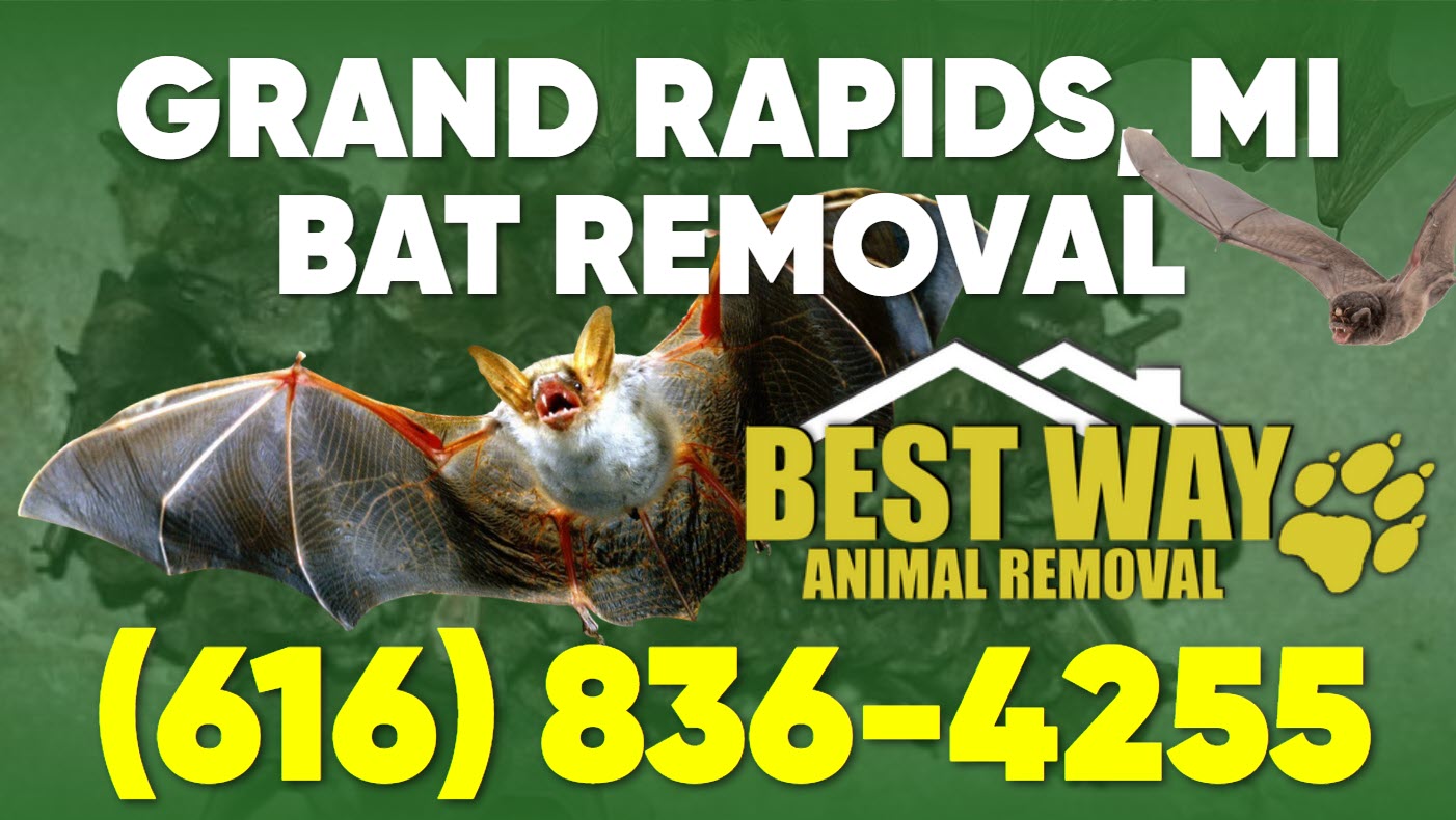 Grand Rapids bat removal company