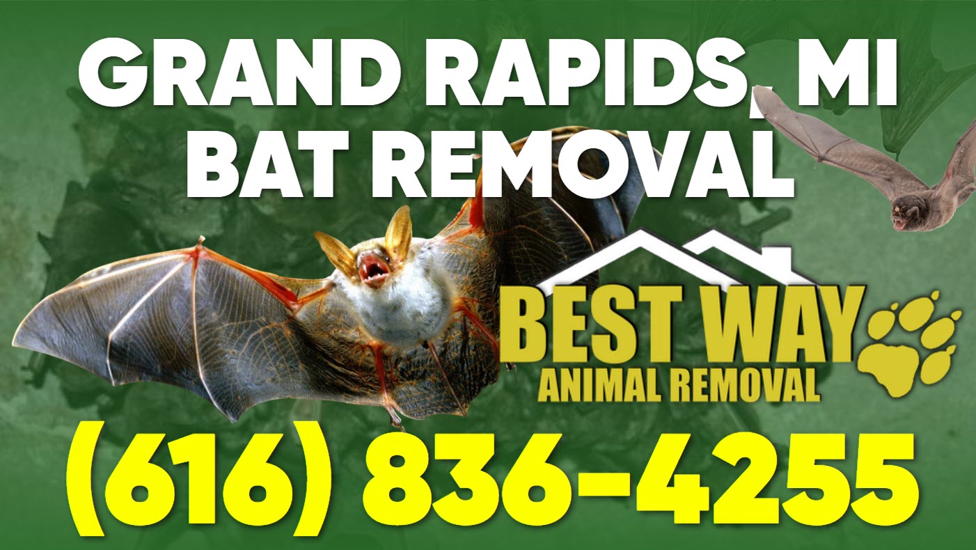 Michigan Bat Control and bat removal