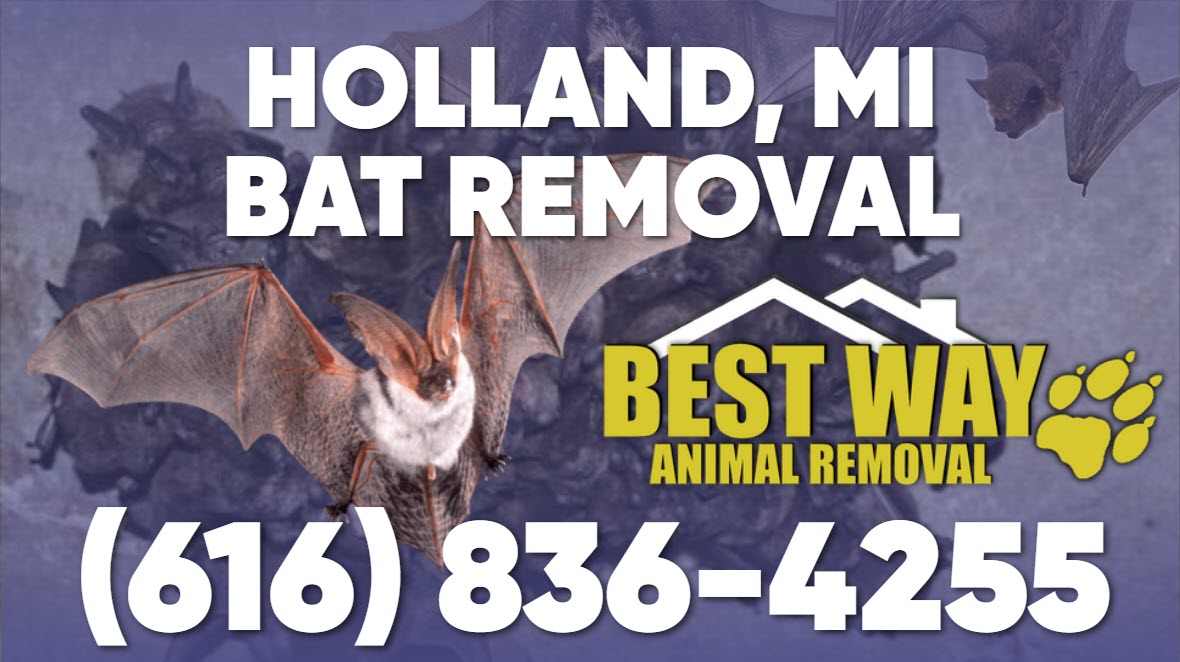 holland bat control help