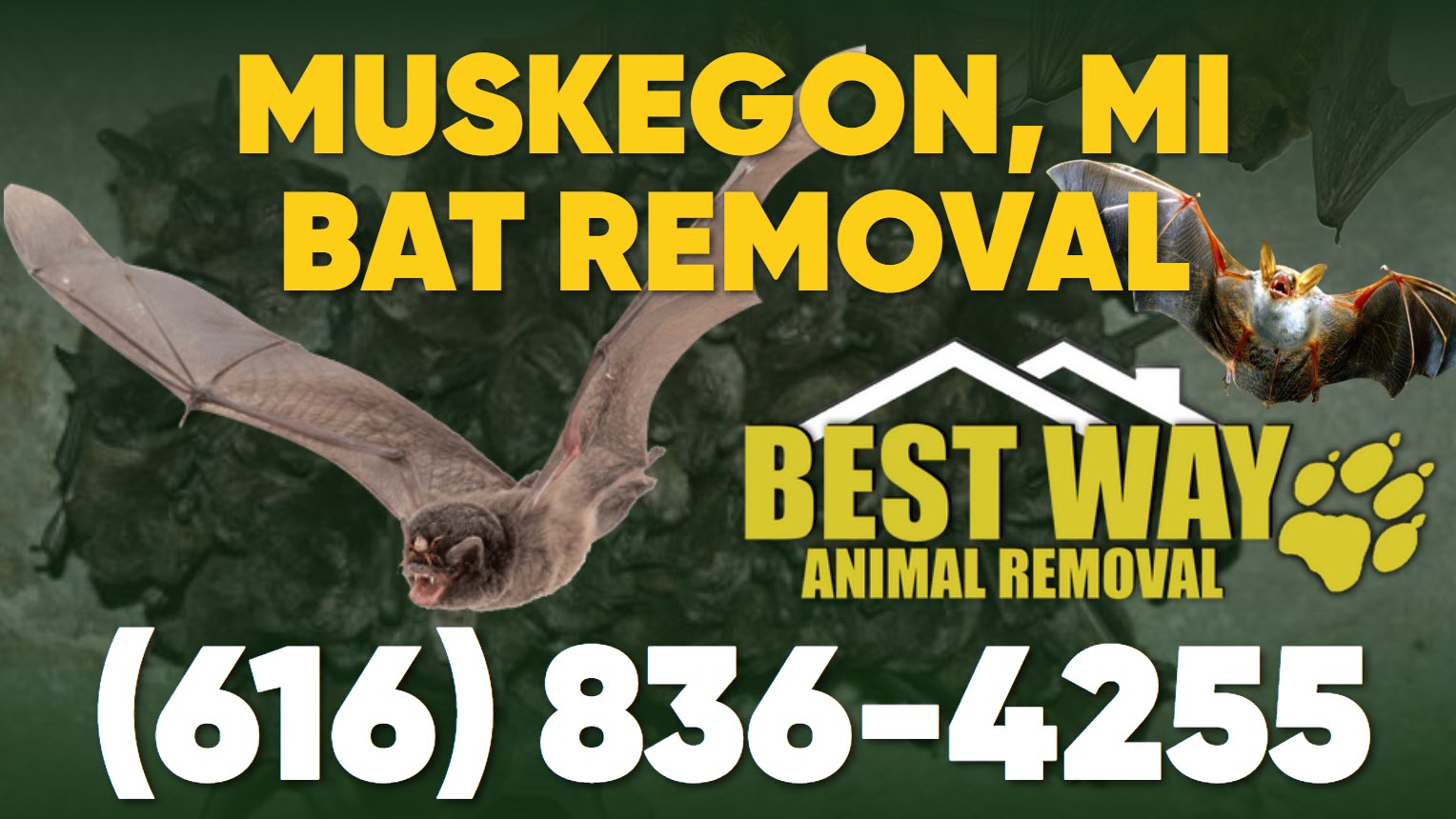 Muskegon Michigan Bat Removal