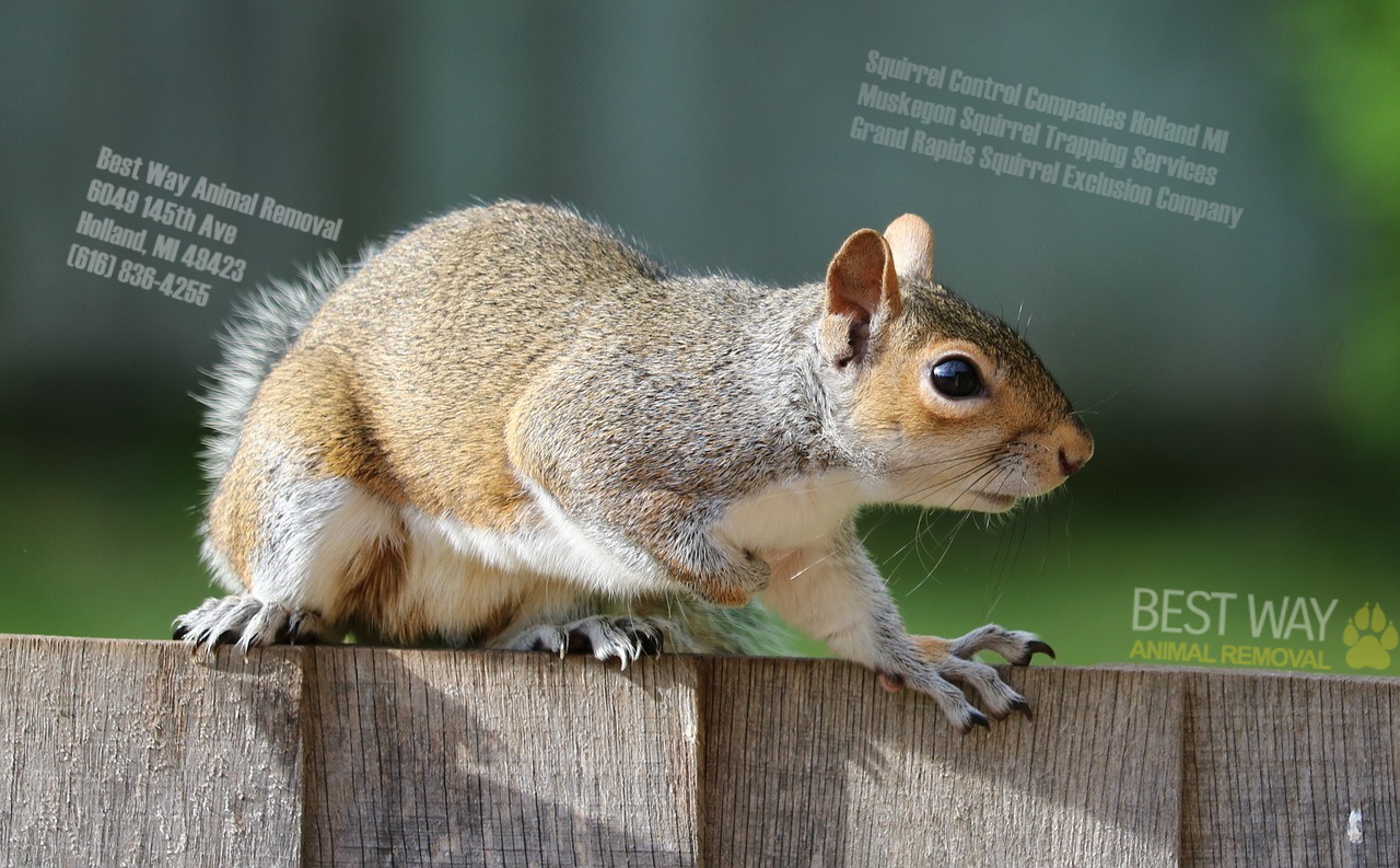 Squirrel Removal Services - Get Rid of Squirrels in Milwaukee