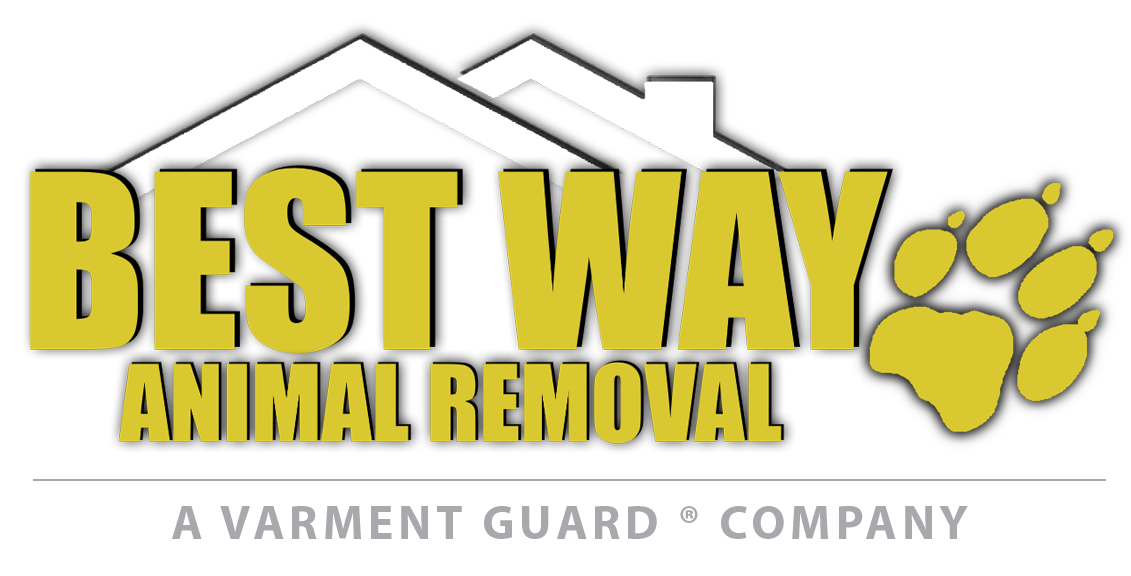 Best Way Animal Removal