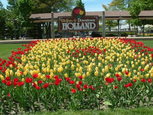 Image of Holland Michigan's famous tulips