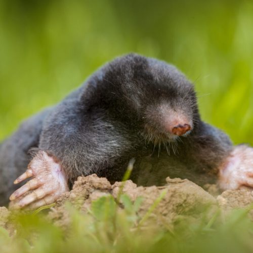 picture of mole digging in Sand Lake, Michigan